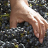 Several hands from the vineyard team carefully sorting the grapes as they pass over the sorting table