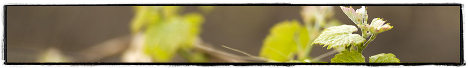 Grape leaves on a vine in the sunlight