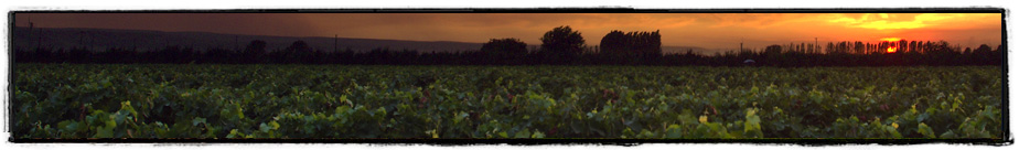 the lingering glow of the sunset over the vineyards of Cayuse