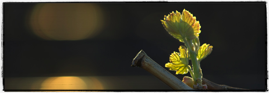 A grape bud beginning to leaf out